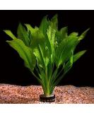 Live Aquarium Plant "Echinodorus bleheri" Potted - Buy Online on SooperMarket.com