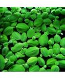 14x Dwarf Water Lettuce - Live Aquarium Floating Plant for Beginner - Buy Online on SooperMarket.com