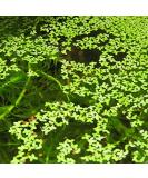 Duckweed Floating Live Plant for Aquarium Garden Pond Duck Weed - Buy Online on SooperMarket.com