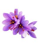 20 Jumbo Saffron Sativus Crocus Corms - Growing Instructions Included - Buy Online on SooperMarket.com