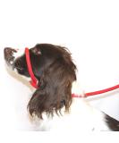 Dog & Field Figure 8 Anti Pull Lead / Halter / Head Collar (RED) - One Size Fits All - Super Soft Braided Nylon - Fitting Instructions Included- Comfortable Kind Supple Secure and Proven to Make Your Walks More Enjoyable - No More Pulling! - Buy Online on SooperMarket.com