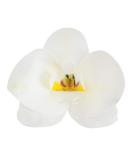 Dekora - Edible paper cake decoration White Orchid - Edible flowers for cake or cupcake - Buy Online on SooperMarket.com
