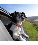 PETLESO Dog Goggles Large Eye Protection Dog Sunglasses for Middle/Large Dogs Clear - Buy Online on SooperMarket.com