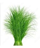 Veenas Fresh Arugampul |50G | Bermuda Grass | Ayurvedic Plant | Used for Pooja And Edible | Skin Health | Indian Origin Arugampul 50G - Buy Online on SooperMarket.com