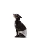 Amazon Basics Disposable Dog Diapers for Male Dogs - Small (30-Pack) | Premium Absorbency & Comfort - Buy Online on SooperMarket.com