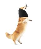 Amaxiu Dog Snood for Dog Neck and Ears Warmer Dog Ear Muffs Dog Neck and Ear Warmer Hood Pet Dog Snood Dogs Quiet Ear Covers Hood for Anxiety Relief Noise Protection Bathing Grooming(L Black) L Black - Buy Online on SooperMarket.com