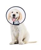 Adjustable Pet Cone Collar for Large Dogs | Lightweight Elizabethan Protective Collar (43.5-50CM) - Shop Now! - Buy Online on SooperMarket.com
