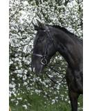 Riving World Bridon French Noseband - Black Havane for Poney | Premium Equestrian Gear - Buy Online on SooperMarket.com