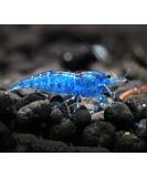 CU Aquatics 10 x Live Shrimp - Red | Blue | Black | Pearl | Yellow | Amano | Aquarium Live Cherry Shellfish | Aquatic Fish Pet | LIVE SHRIMP FISH SALE 10 x Blue Diamond - Buy Online on SooperMarket.com