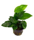 Live Aquarium Plant "Anubias nana" - Buy Online on SooperMarket.com