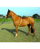 Rhinegold Soft Lunge Aid White - Buy Online on SooperMarket.com