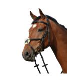Collegiate Syntovia+ Padded Raised Grackle Bridle in Black for Pony - Premium Equestrian Gear | International Shipping Available - Buy Online on SooperMarket.com