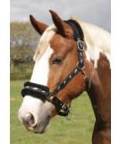Rhinegold Logo Halter with Fleece Trim - Black Full Size | Premium Equestrian Gear for International Shipping - Buy Online on SooperMarket.com