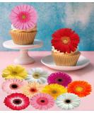 Pre-Cut Beautiful Gerbera Daisy A Edible Wafer Paper Flowers Cupcake Toppers Cake Decorations Birthday Party (12) - Buy Online on SooperMarket.com