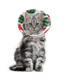 ComSaf Cat Recovery Collar - Lightweight & Adjustable Elizabeth Collar for Cats - Prevent Licking Wounds - Watermelon-M - Buy Online on SooperMarket.com