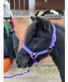 POLKA DOT HEADCOLLAR WITH LEAD ROPE FULL-MINI SHETLAND (Purple Shetland) Shetland Purple - Buy Online on SooperMarket.com