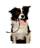 Record HALTI Halter Muzzle Stop Pull Dog Training - XXL Size for Effective Control | International Shipping Available - Buy Online on SooperMarket.com