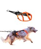 Non-Stop Dogwear Freemotion Harness 5.0 - Black/Orange | Best International Shipping for Active Dogs - Buy Online on SooperMarket.com