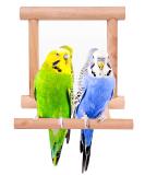 Blessed Family Bird Parakeet Mirror - Wooden Perch Stand and Swing Toy for Parrot Cage - Parakeet Accessories for Various Bird Species - 1 Piece - Buy Online on SooperMarket.com