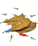 SunGrow 10 Pack Medium Shrimp Indian Almond Catappa Leaves 10-18 cm Provide Shelter and Food in Fish Aquarium Tank Additional Source of Nutrition Perfect for Breeding and Hiding - Buy Online on SooperMarket.com
