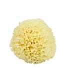 Neptune Natural Sea Wool Sponge - All Natural Honeycomb Renewable Sea Sponge  Large  Approx. 5 Inches 4.5-5.5 Inch (Pack of 1) - Buy Online on SooperMarket.com