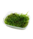 Taxiphyllum barbieri (Java Moss) - Buy Online on SooperMarket.com