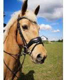 Countrypride ANATOMICAL BRIDLE ABRAM DIAMANTE BROWBAND WITH ANTI SLIP RUBBER REINS BLACK & BROWN Black Pony - Buy Online on SooperMarket.com
