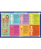 Human Body Educational Placemat for Kids - Washable & Double-Sided - Made in USA - Buy Online on SooperMarket.com