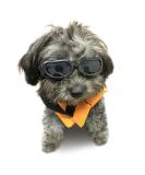 Enjoying Dog Sunglasses Small Breed Dogs Goggles UV Protection Eye Wear Windproof Anti-Fog Pet Glasses for Doggy About Over 5 lbs, Black - Buy Online on SooperMarket.com