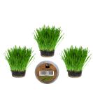 Cat Grass Kits x3 with Extra Strong Catnip - Cat FurNature - Buy Online on SooperMarket.com