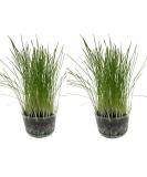 Catomwise Eco Cat Grass Kit x 2 | Organic Cat Grass Kit with PLA Bowls | Ideal for Indoor and Outdoor Cats - Buy Online on SooperMarket.com