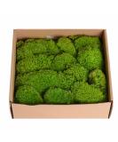 Preserved Moss Pole - 1.5 sq. Ft Decorative Moss for DIY Crafts and Wall Decor (Yellow Green) - Buy Online on SooperMarket.com