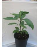 Bitter Leaf Plant  Vernonia amygdalina. Great Herbal Medicinal Health Benefits And Nutritional Value. Rich In Vitamins. Fresh Leafy Greens Vegetable Used For Soup, Stew, Tea, Salad, Juice And Drinks. - Buy Online on SooperMarket.com