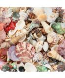 Weoxpr 200pcs Assorted Sea Shells for Fish Tank, Home Decor, Beach Theme Party, Candle Making, Wedding Decor - Natural Ocean Beach Seashells in Various Sizes for DIY Crafts - Buy Online on SooperMarket.com
