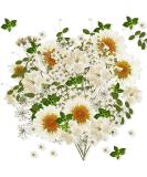 Nuanchu 81 Pcs White Dried Flowers Dried Pressed Flowers Leaves Natural Pressed Flowers White Pressed Flowers Larkspur Gypsophila for Resin Jewelry Scrapbooking Art Floral Decorations (White) - Buy Online on SooperMarket.com