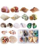 Hermit Crab Shells 17PCS (9 Types) Medium Small Growth Turbo Seashells 0.6-1.6 Inch Various Openning Size Natural - Buy Online on SooperMarket.com