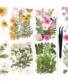 Nuanchu Pressed Flowers Resin Flowers for Resin Mold  Real Daisy Dried Flower Leaves Natural with Tweezers for Scrapbooking DIY Candle Accessories Jewelry Crafts Making (Fresh Style) Multi Color - Buy Online on SooperMarket.com