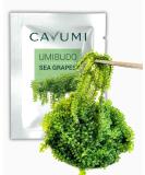 CAVUMI Sea Grapes 20g - Crunchy Seaweed Snack | Umibudo Green Caviar for International Shipping - Buy Online on SooperMarket.com