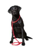 Durable Dog & Field Deluxe Gundog Slip Lead - Super Soft Braided Nylon for All Breeds - One Size, 4 Color Options (Red) - Buy Online on SooperMarket.com