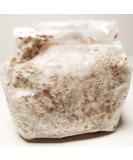 Golden Oyster Mushroom Grain Spawn - 1 lb. Freshly Made & Ready to Use - Buy Online on SooperMarket.com