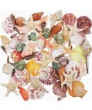 Sea Shells Mixed Beach Seashells 9 Kinds 1.2"-3.5 "Various Sizes Natural Seashells and 2 Kinds of Natural Starfish for Beach Themed Party DIY Crafts FishTank Vase Fillers Home Wedding Decorations - Buy Online on SooperMarket.com