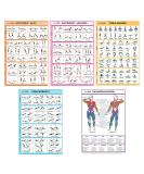 Sportaxis laminated workout poster for home without devices color images bodyweight basic/development exercises yoga ABS training for men and women 45.7 x 68.6 cm 5 pieces English version 18 "X 27" - Buy Online on SooperMarket.com