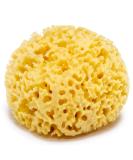 Natural Sponge Large 13 cm Premium Quality Grass Durable Large Pored 100% Natural & Organic Bath Sponge from the Mediterranean Sea Sponge - Buy Online on SooperMarket.com