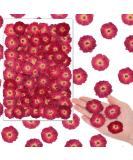 100 Pcs Red Rose Dried Pressed Flowers - Natural Resin Filler for DIY Crafts and Decor - Buy Online on SooperMarket.com