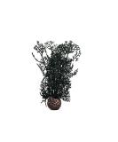 Biorb Large Horn Coral - Natural Plastic Aquaria Decoration | Easy Cleaning for Fresh & Saltwater | Black - Buy Online on SooperMarket.com