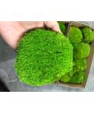Prefleur Preserved Pole Moss Pillow Bun Cushion Natural Green Decorative Real Natural Green DIY Kit Terrariums Gardenning Art Wall Decor Florist Decor Easter Table Wedding(1.5 sq.ft, Green-B) 1.5 sq.ft. Green-B - Buy Online on SooperMarket.com