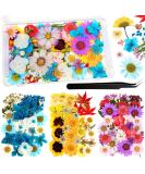 Dried Pressed Flower Leaves Set with Tweezers - 110 Assorted Natural Daisy Flowers for DIY Crafts & Decorations - Buy Online on SooperMarket.com