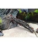 Proximus N1 Cholla Wood aquarium decoration for aquascape shrimp tank fish fry - Buy Online on SooperMarket.com