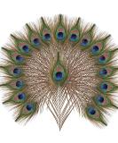 10pcs Multicolored Natural Peacock Feathers for DIY Crafts and Easter Decoration - 10-12 inch - Buy Online on SooperMarket.com