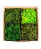 Preserved Moss 4 Color Reindeer Moss, Total 14OZ Each Color 3.5OZ, Colored Moss for Moss Crafts, Moss Wall, Home Office Artistic Decoration Forest Green/Yellow Green/Leaves Green/Grass Green color mix green - Buy Online on SooperMarket.com